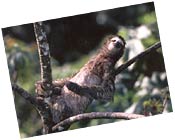 Three-toed Sloth I photographed in Panama