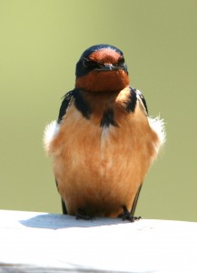 swallow