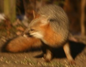 Gray Fox!