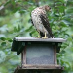 Hawk at feeder