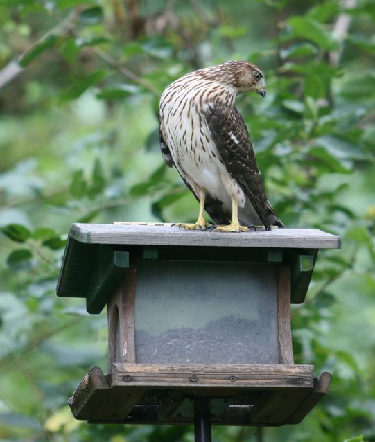 Posts Tagged Hawks