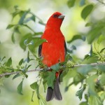 Scarlet Tanager