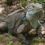 Cayman Blue Iguana