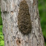 Honey bee swarm, Michigan