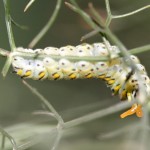 Black swallowtail osmeterium