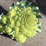 Fractal Vegetable