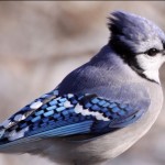 bluejay bluejay on snowy day
