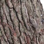 Brown Creeper on trunk