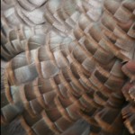 IMG_7345 IMG_7345