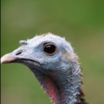 Wild turkey face Wild turkey face