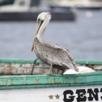 Pelican