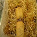 Lotus Root