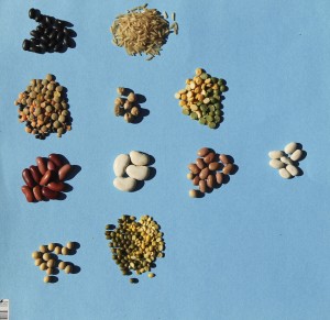 Say the chant, identify the seeds.